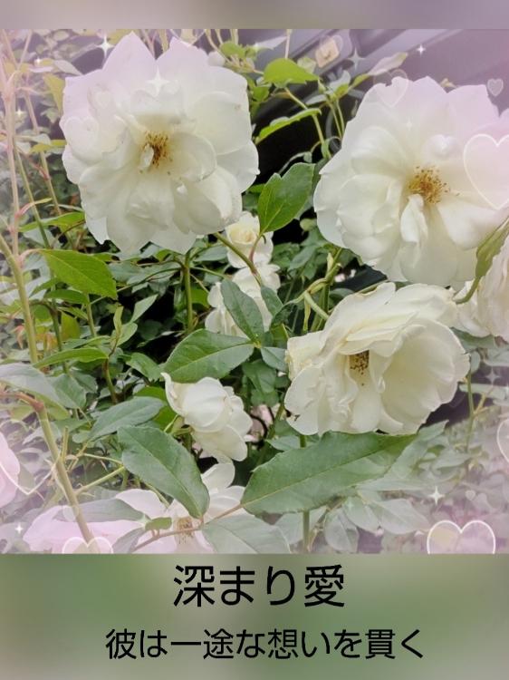 深まり愛～彼は一途な想いを貫く～