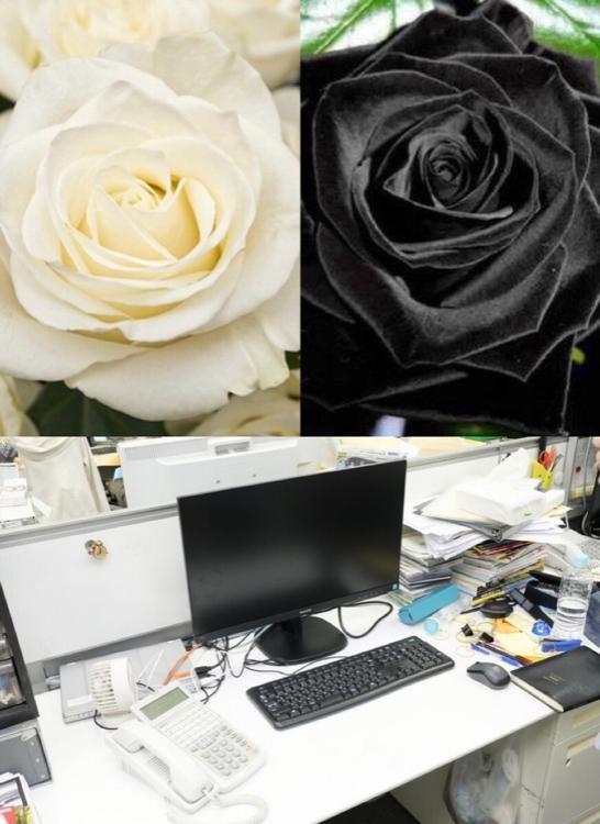 男嫌いな“淑女(レディ)”の口説き方