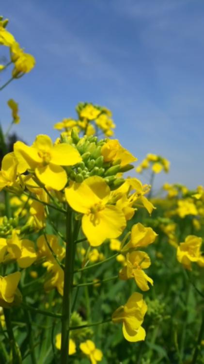 緑の風と小さな光  第１部