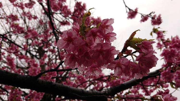 呪桜  キミ思フ