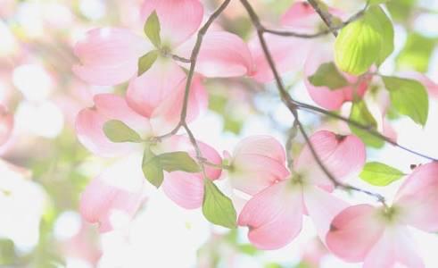 (仮)  【純愛DAYS〜3人のseason〜】