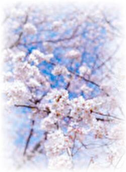 お向かいさんに恋をして