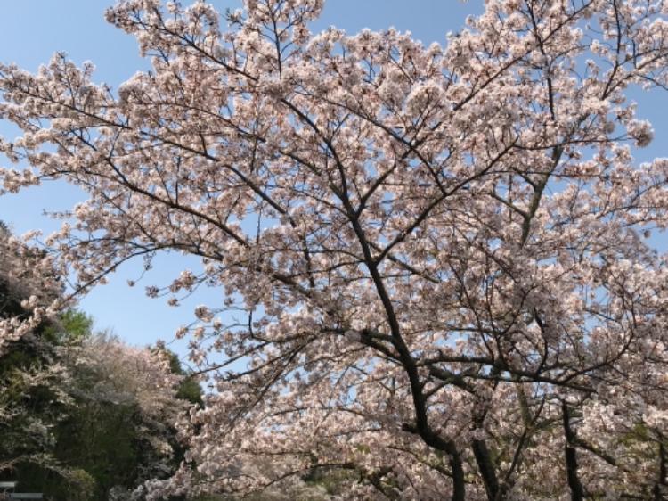 イケメン小説家は世を忍ぶ