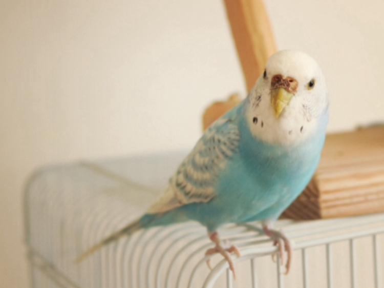 隣に住むのは『ピー…』な上司