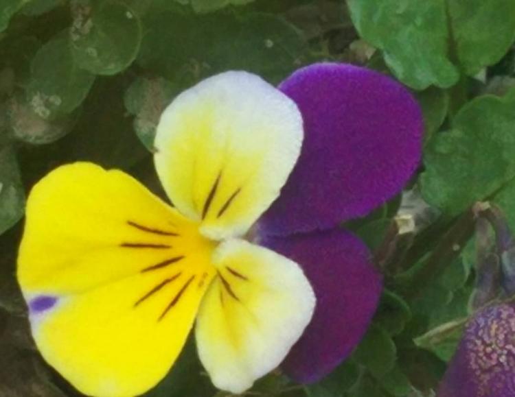 潔癖症の彼は、キスができるのですか？