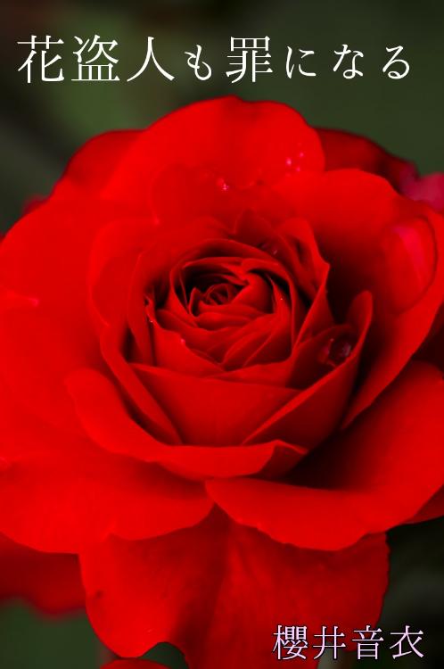 花盗人も罪になる