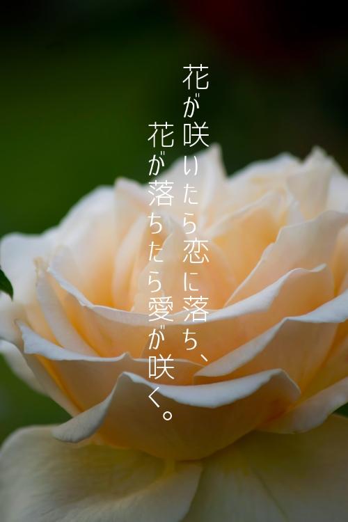 花が咲いたら恋に落ち、花が落ちたら愛が咲く