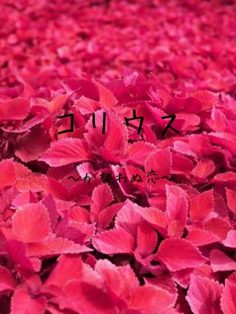 コリウス〜かなわぬ恋〜