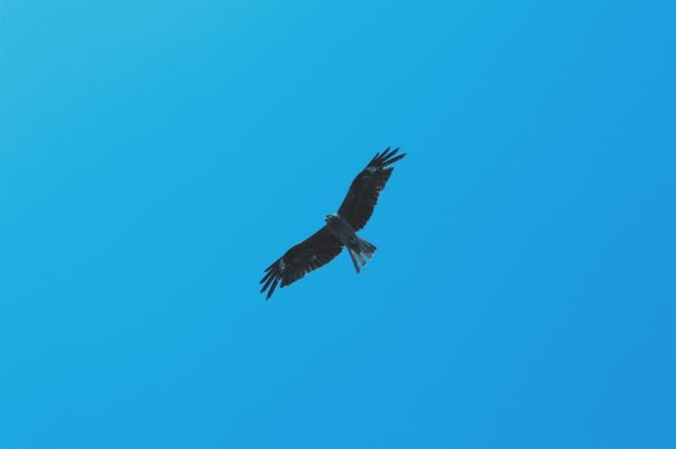 翼の折れた鳥たちは