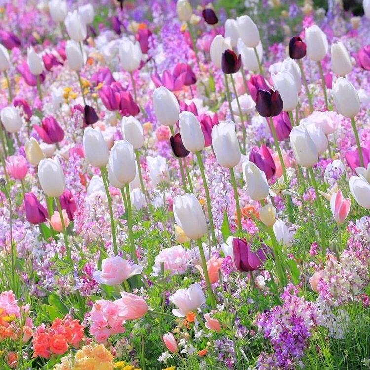 花に恋するチューリップ