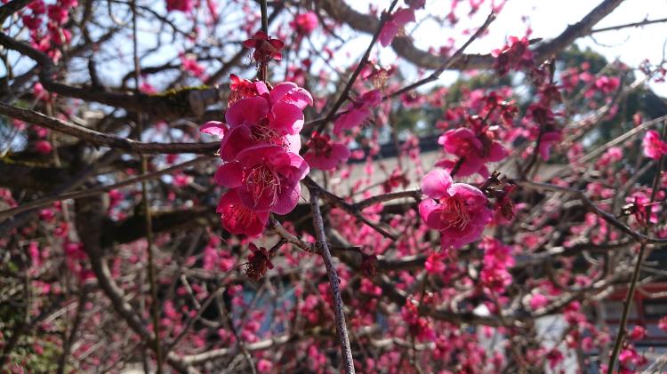 あたしが好きになったのは新選組の素直になれない人でした