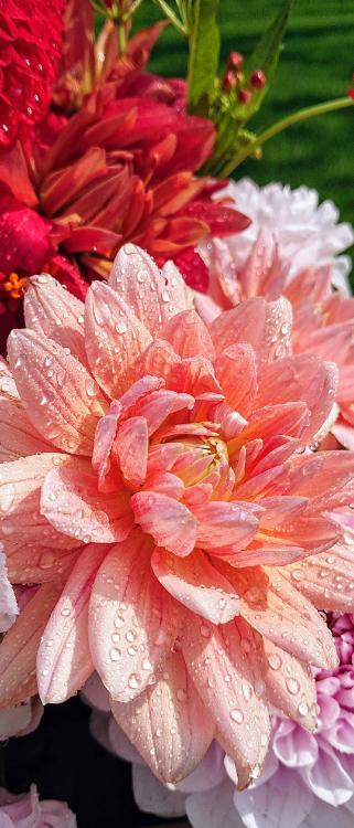 千歌夏様‥あなたにだけです。〜専属執事のタロくん〜