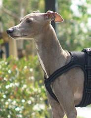 押しかけ社員になります！