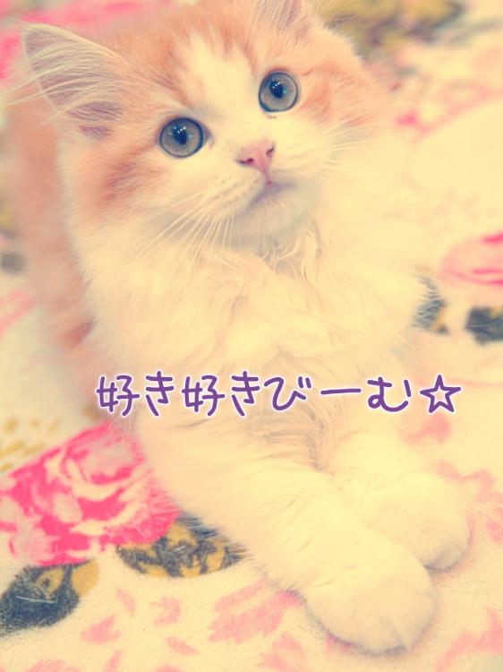 【短】好き好きびーむ☆