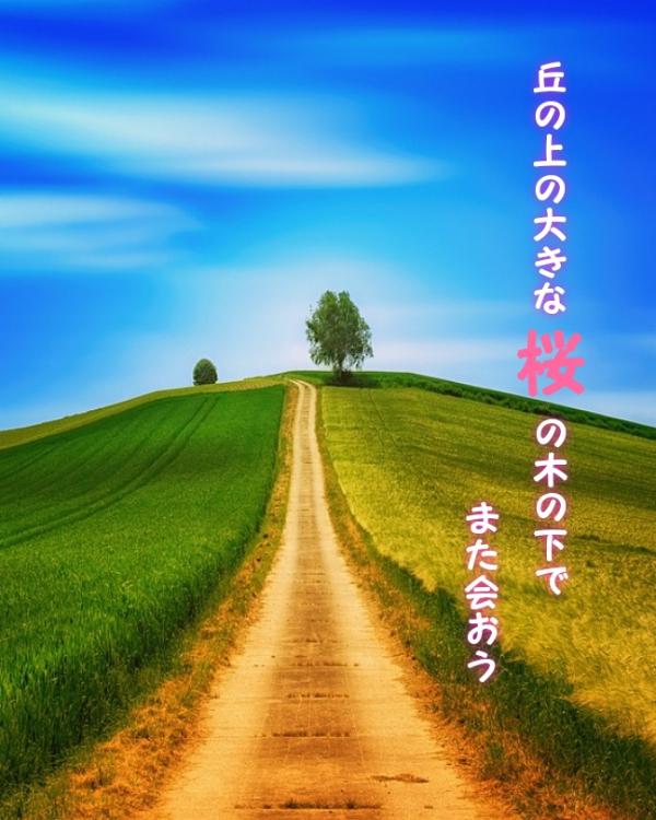 丘の上の大きな桜の木の下で、また会おう