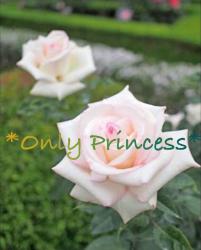 *Only Princess*