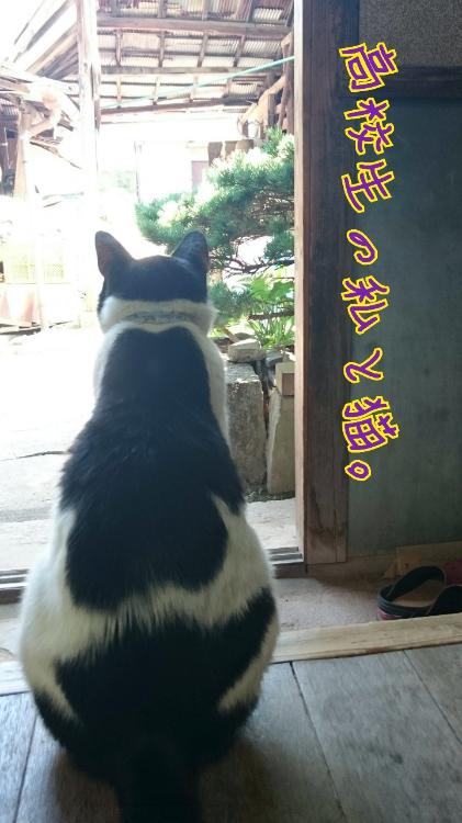 高校生の私と猫。