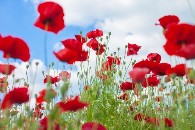 ぜ、ん、ま、い、と、あ、た、し