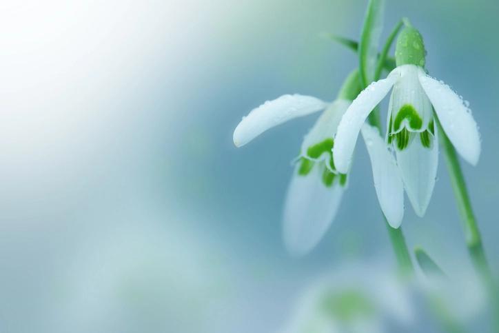 Snow drop