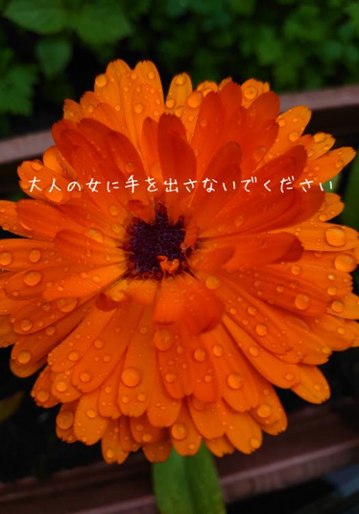 大人の女に手を出さないで下さい