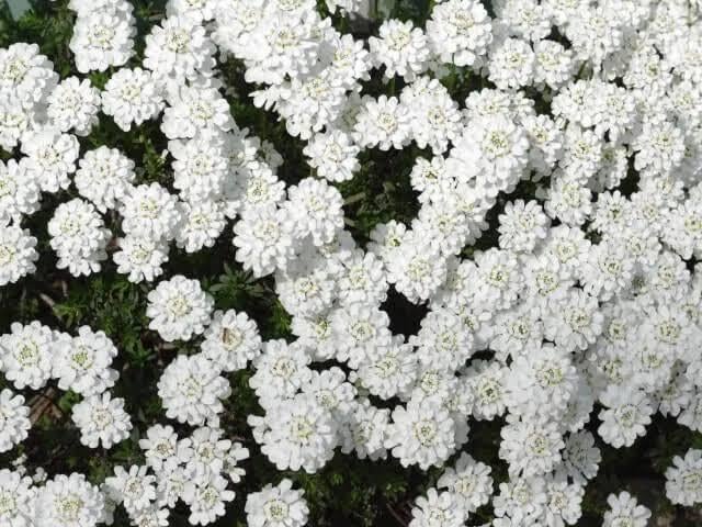 Candytuft.