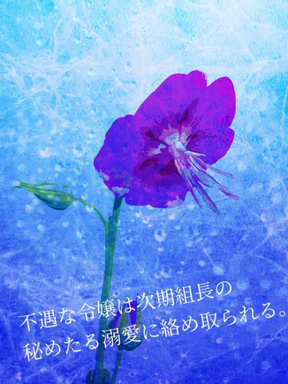 【プロト版】不遇な令嬢は次期組長の秘めたる溺愛に絡め取られる。