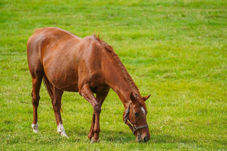 アルパラナ城外のならず者