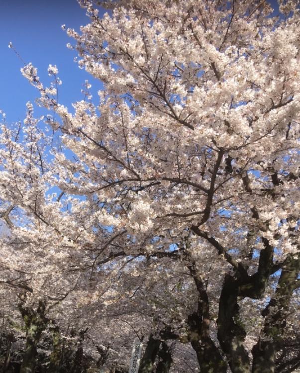 僕はサクラになれない